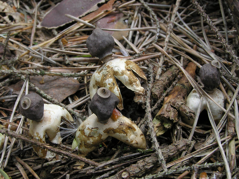 Geastrum quadrifidum